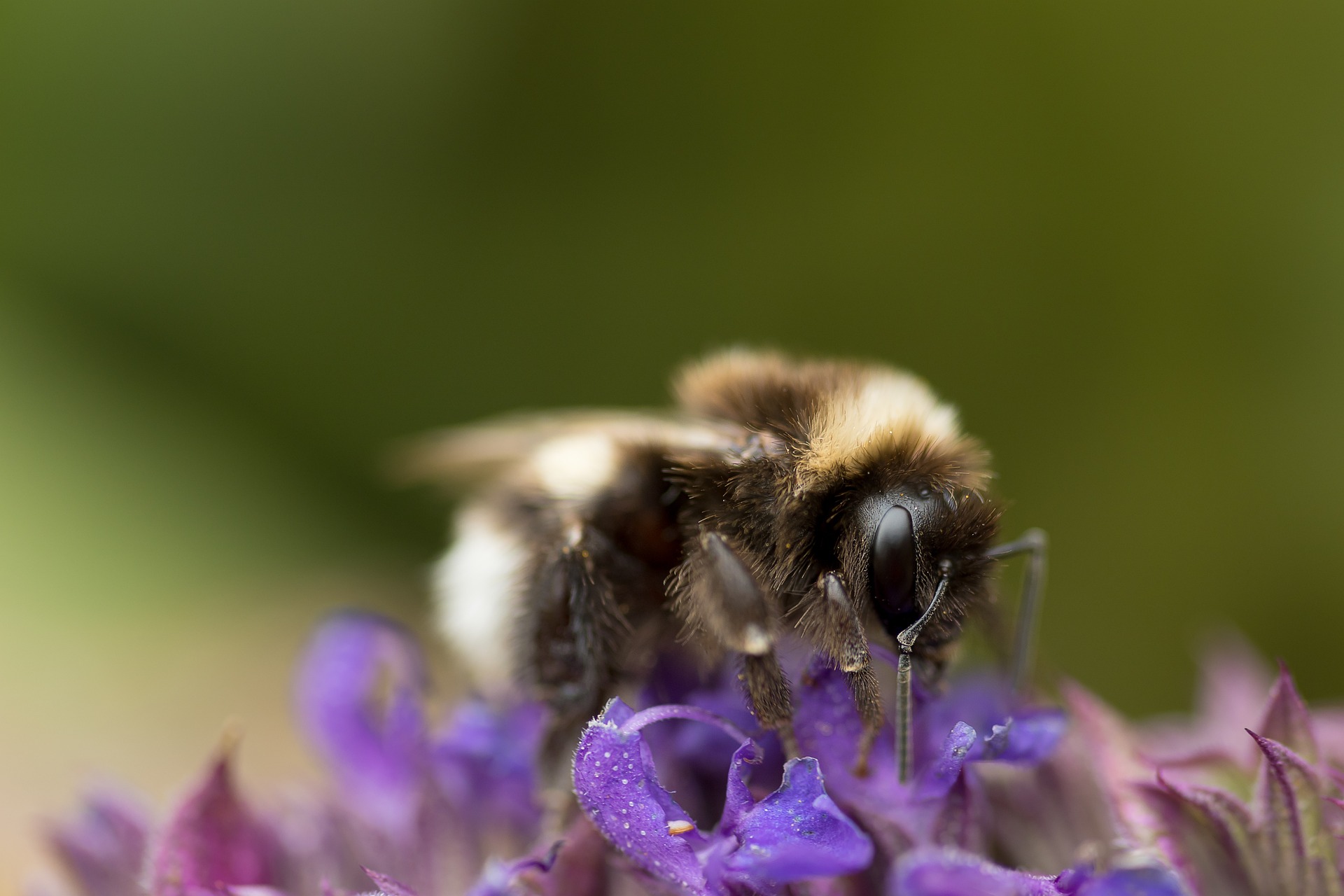 Foto einer Ackerhummel (Bombus pascuorum)