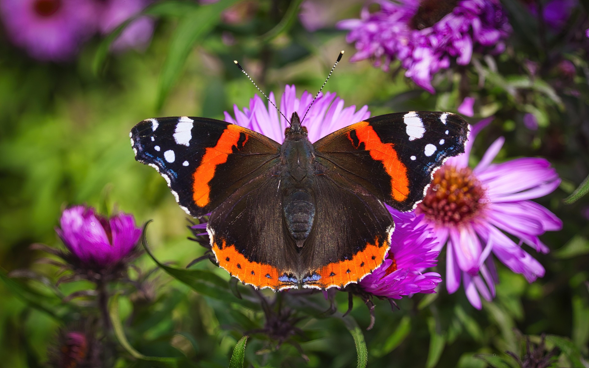 Foto einer Admiral (Vanessa atalanta)