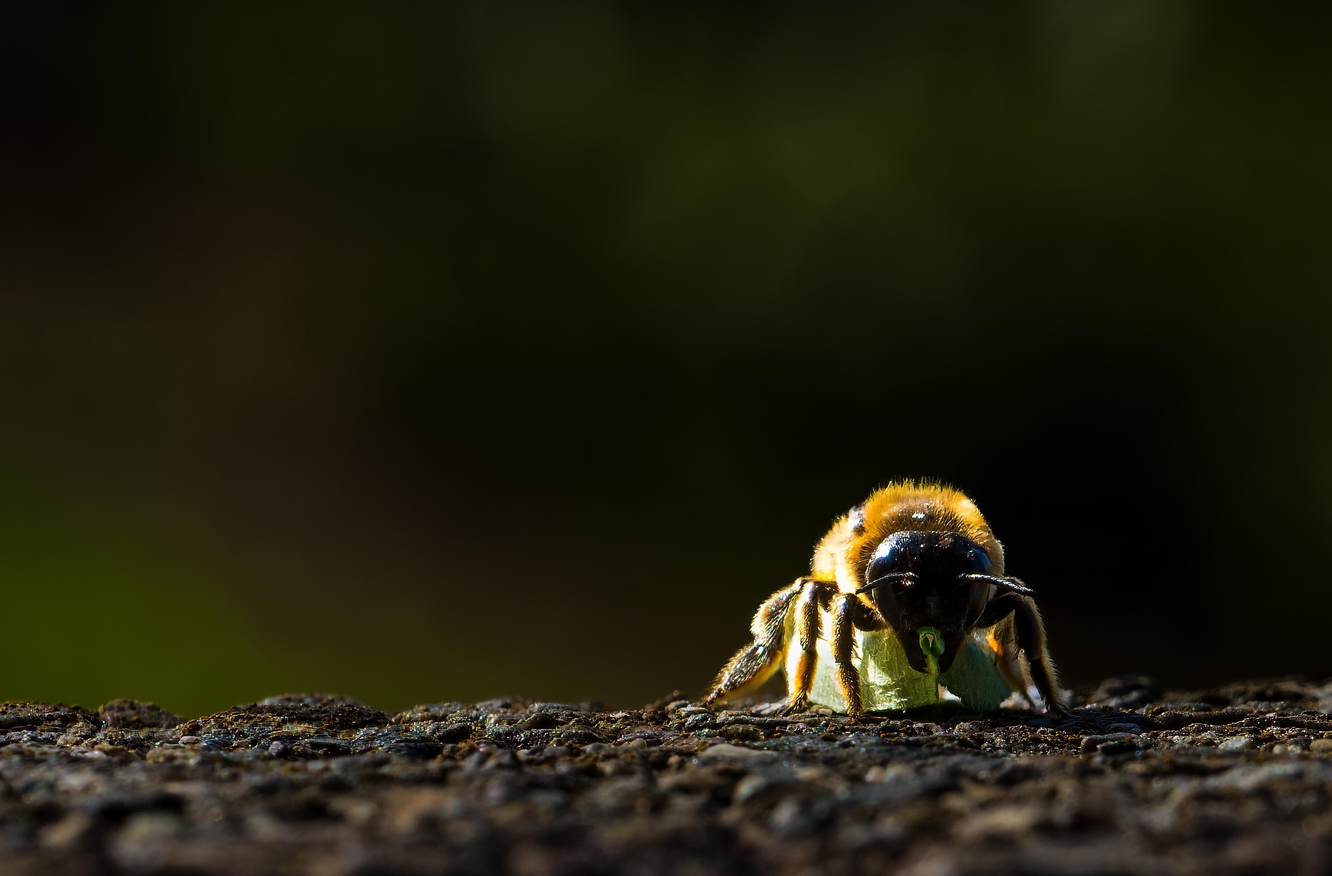 Foto einer Blattschneiderbiene (Megachile)