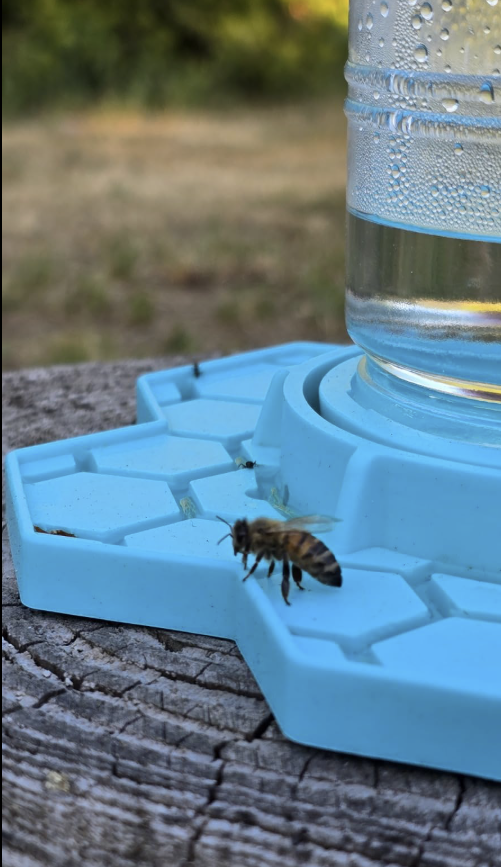 Honigbiene trinkt aus der blauen Insectana-Wabentränke – Community-Foto