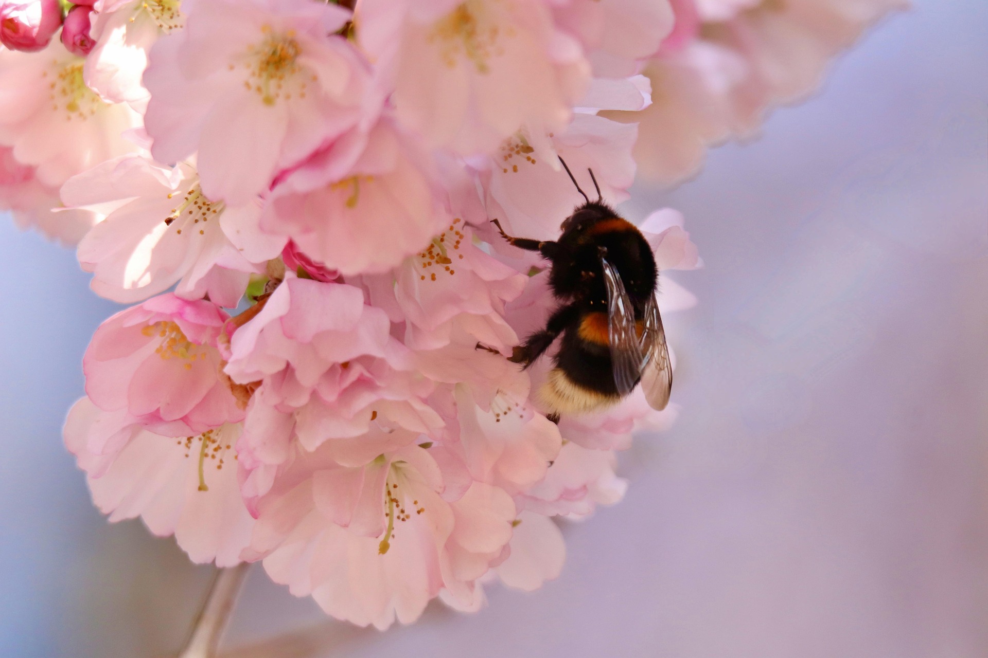 Foto einer Dunkle Erdhummel (Bombus terrestris)