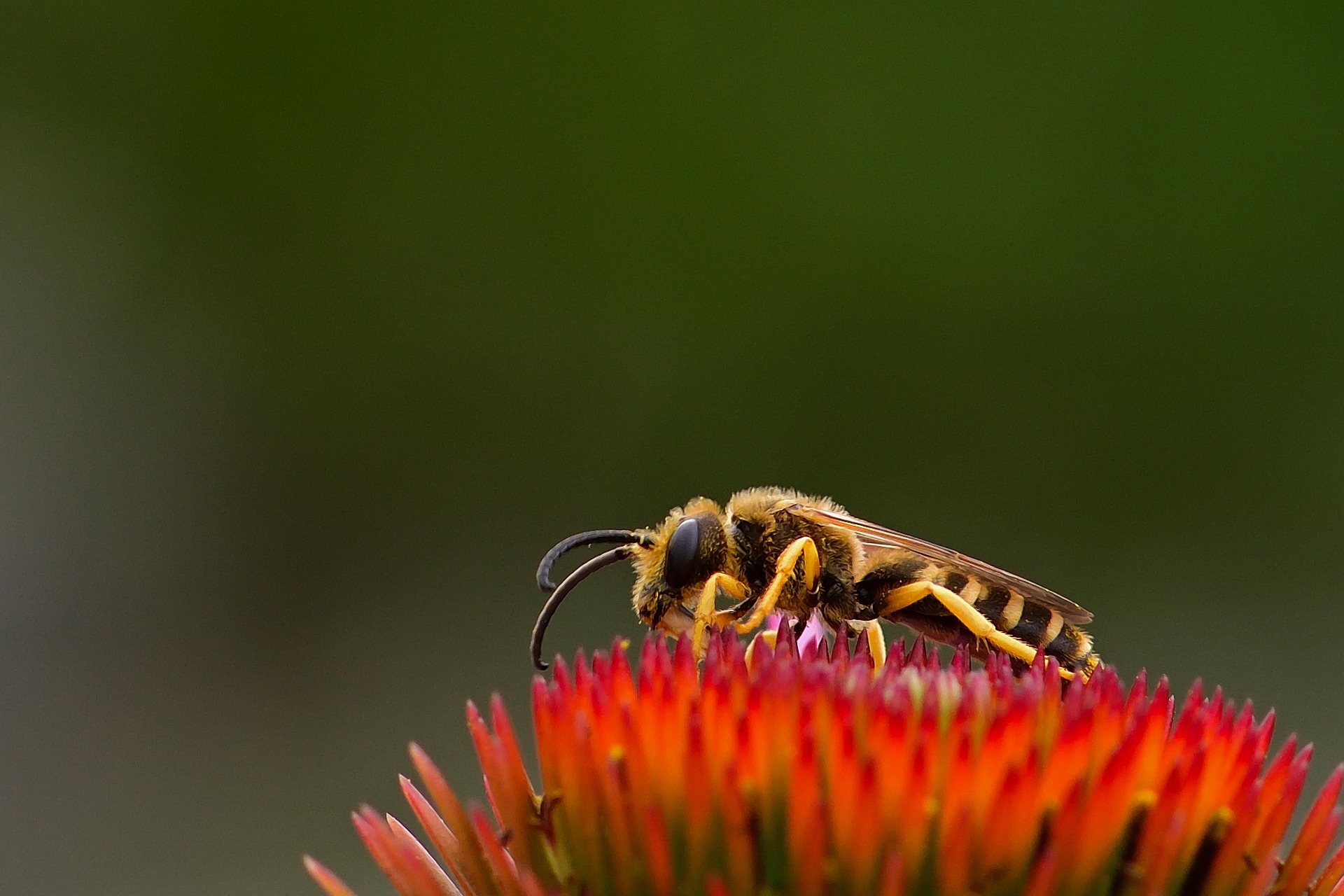 Foto einer Furchenbiene (Halictus)
