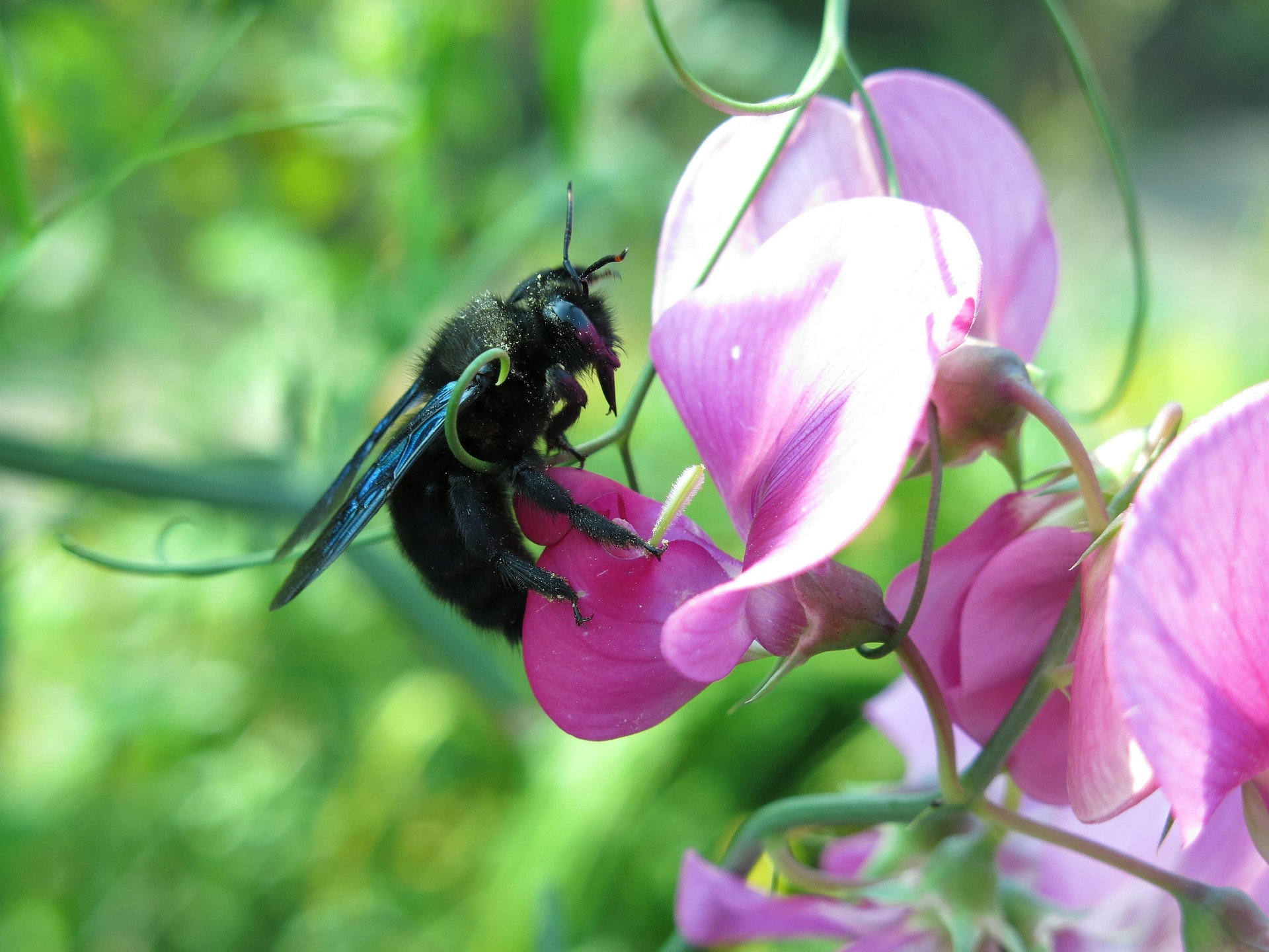 Foto einer Blauschwarze Holzbiene (Xylocopa violacea)