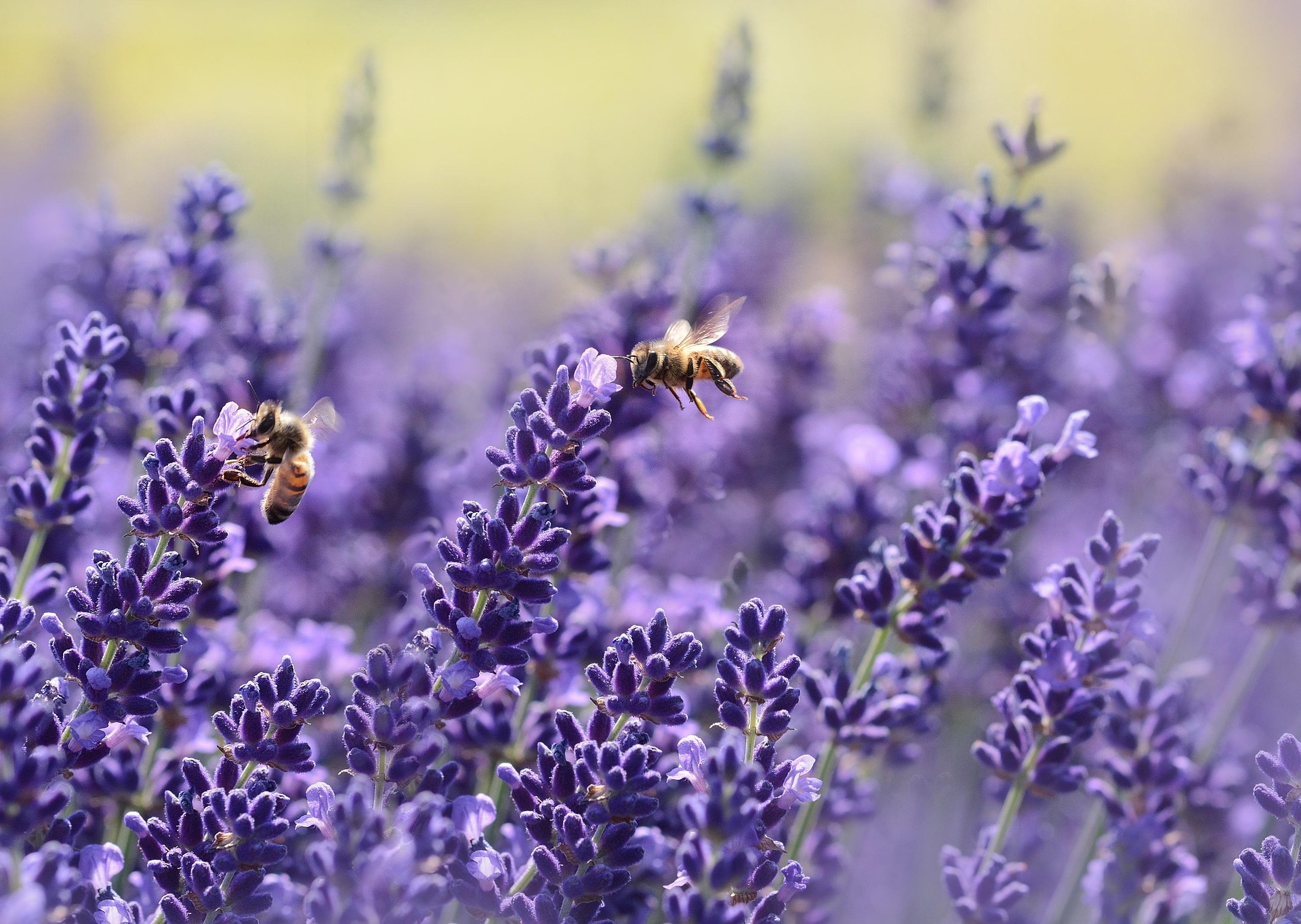 Foto der Pflanze Lavendel