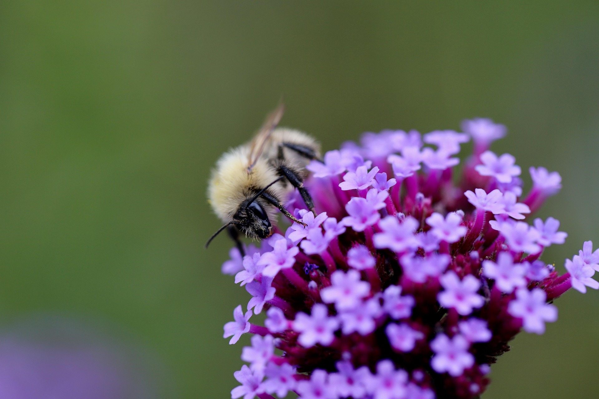 Foto einer Frühlings-Pelzbiene (Anthophora plumipes)