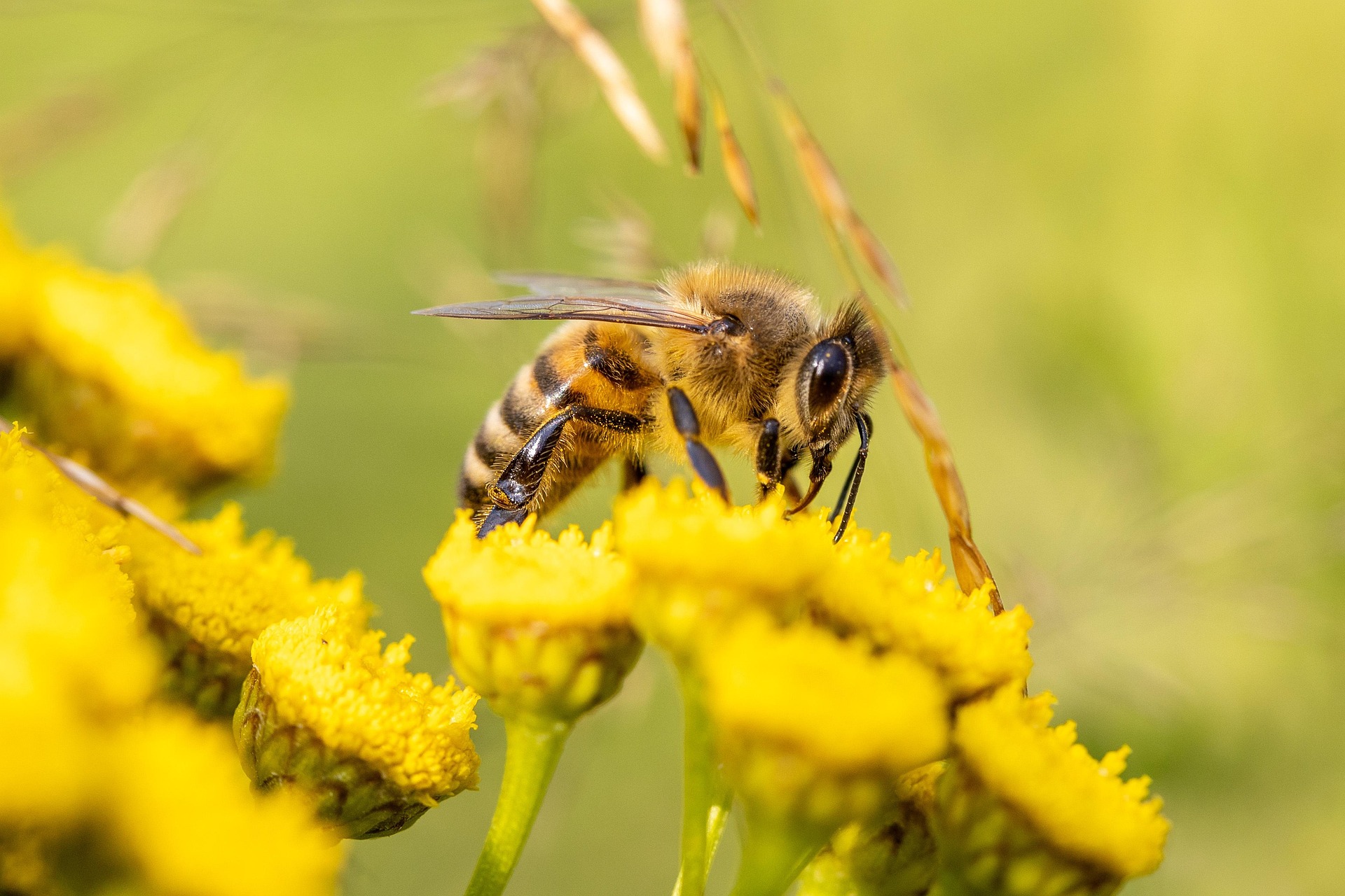 Foto einer Rainfarn-Maskenbiene (Hylaeus nigritus)