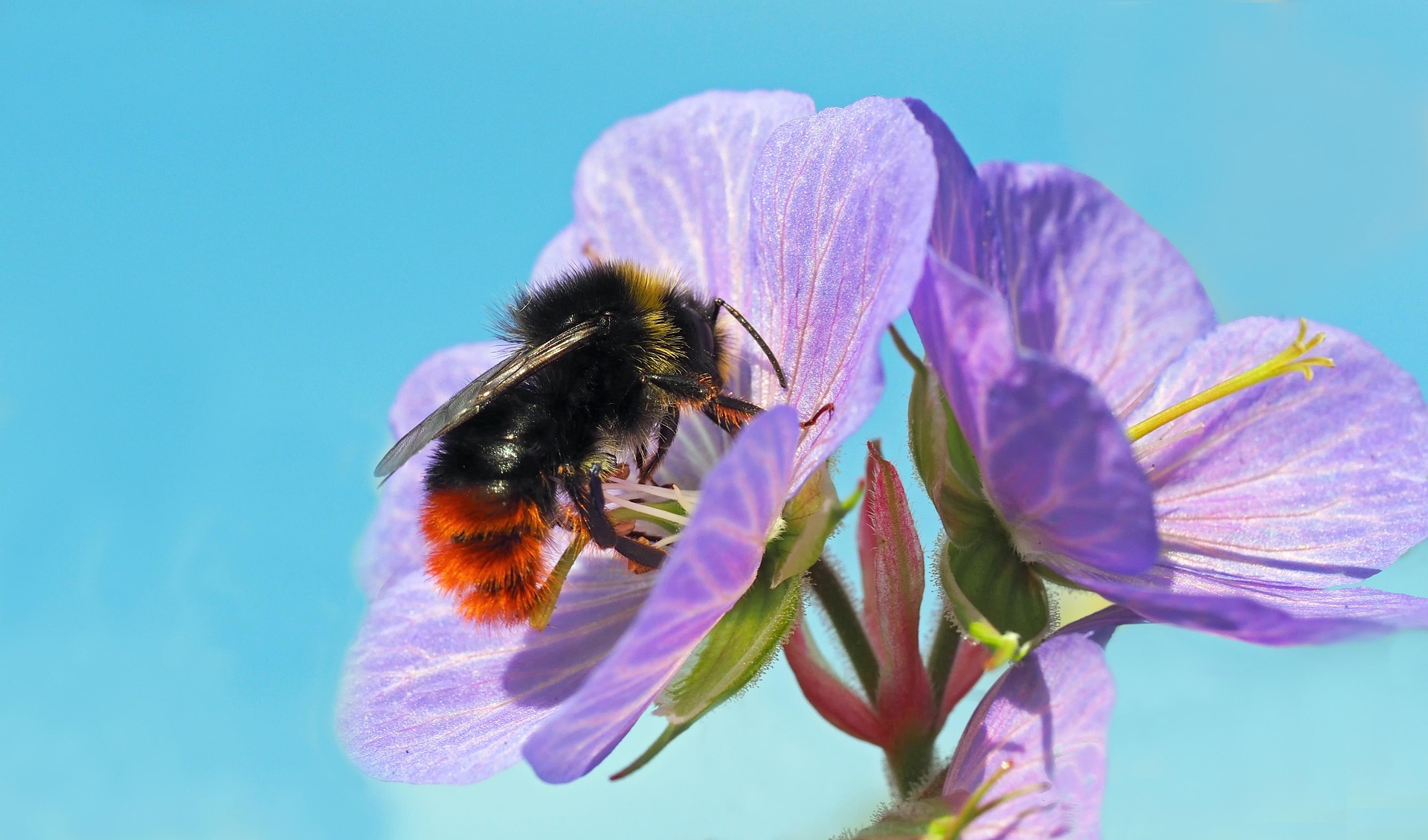 Foto einer Steinhummel (Bombus lapidarius)