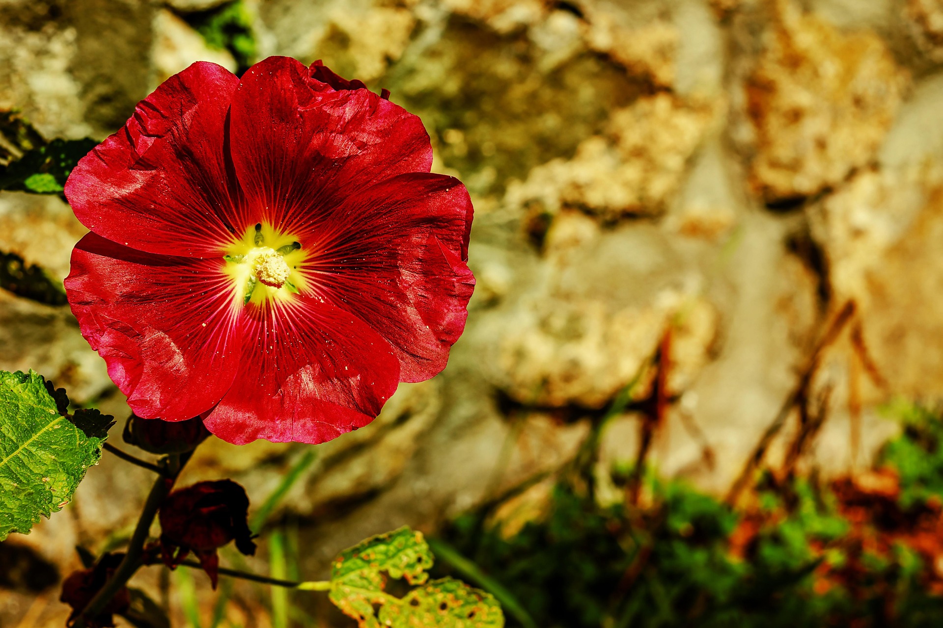 Foto der Pflanze Stockrose