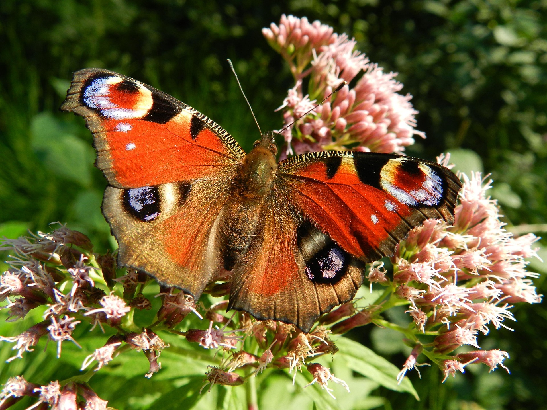 Foto einer Tagpfauenauge (Aglais io)