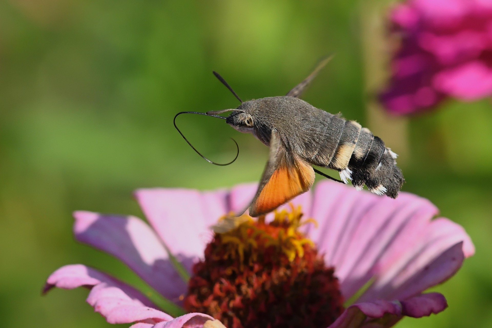 Foto einer Taubenschwänzchen (Macroglossum stellatarum)