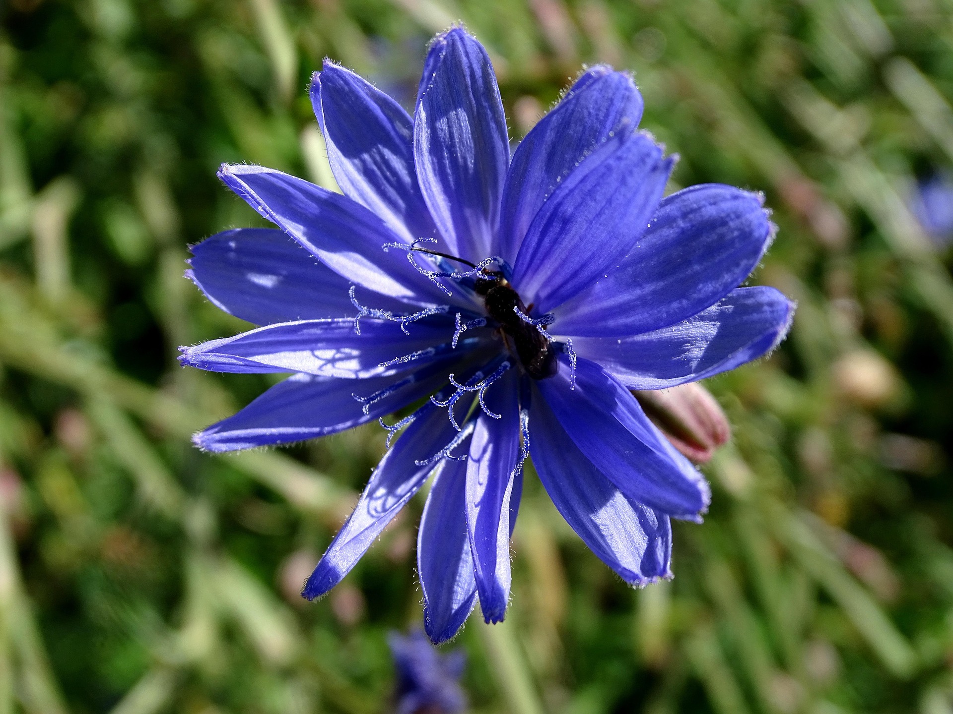 Foto der Pflanze Wegwarte