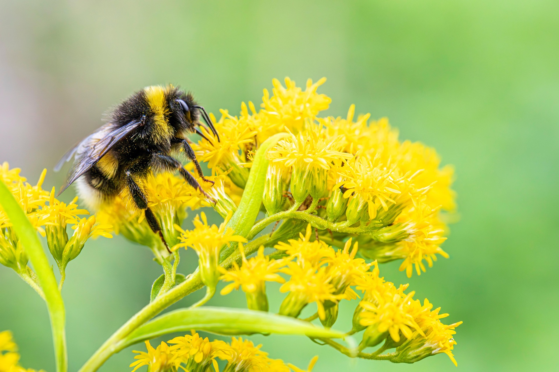 Foto einer Garten-Wollbiene (Anthidium manicatum)